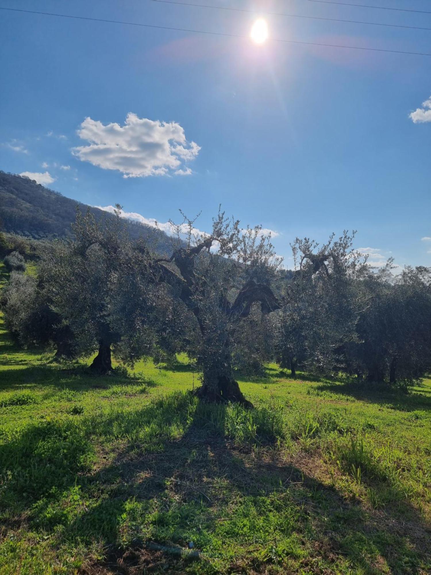 Casale Dei Priori Acomodação com café da manhã Rocca Massima Exterior foto